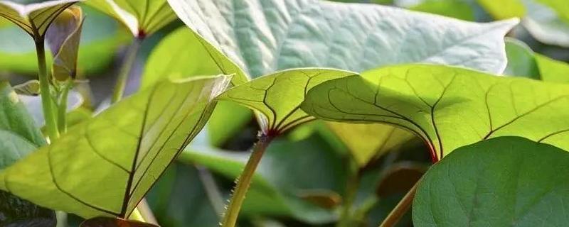 每天用红薯叶喂鸡合适吗，附红薯的种植技术