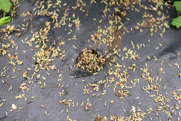 鹅不食草农村叫什么，鹅不食草的种植技术