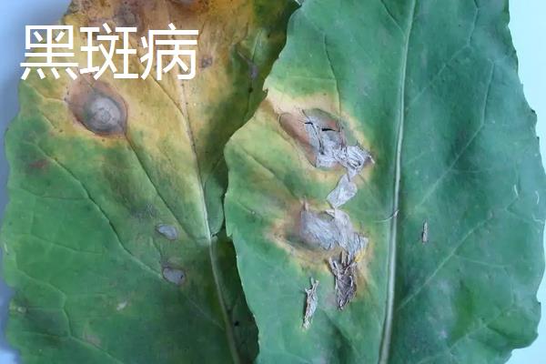 油菜病害，附种植方法