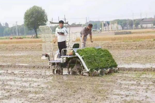 水稻亩产多少斤，附水稻的种植方法