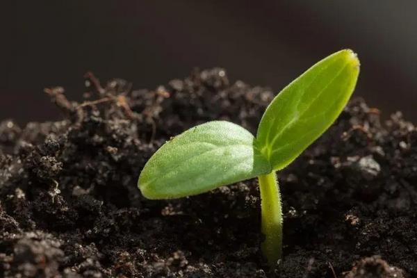 花生的生长过程，附种植方法