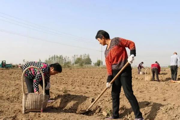 法国冬青种植方法，什么时候种好