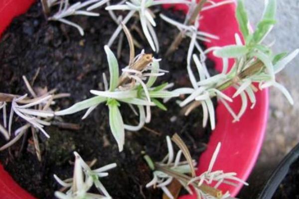 薰衣草种植条件，附种植方法