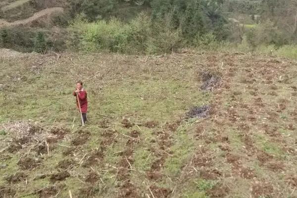 高粱什么颜色，附种植方法