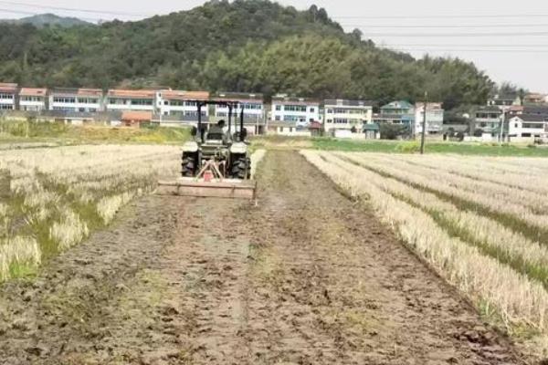 哪种元素对水稻有作用，附水稻的种植方法