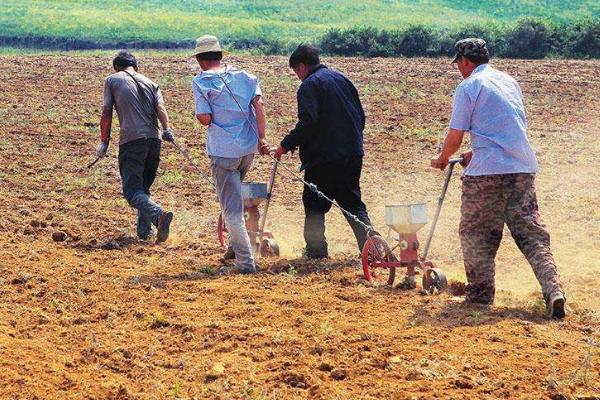 四季豆种植时间和方法温度