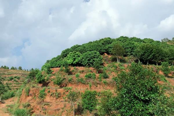 杨梅膨果时期，附种植方法