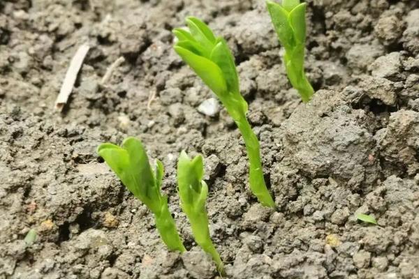 豌豆苗可以施尿素吗，附种植方法