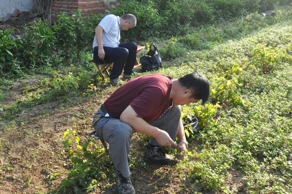 萝卜产量一亩有多少斤，附种植方法