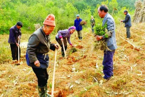 刺梨是什么，附种植方法