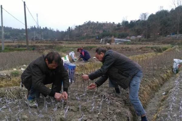 杨梅膨果时期，附种植方法