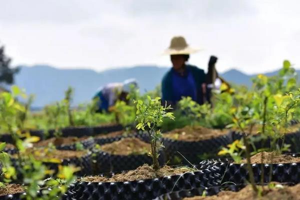 蓝莓施肥管理技术，附种植方法