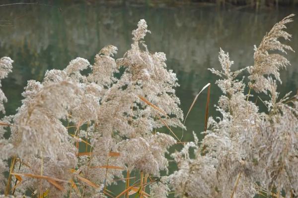 叭叭滴除草剂能除芦苇吗