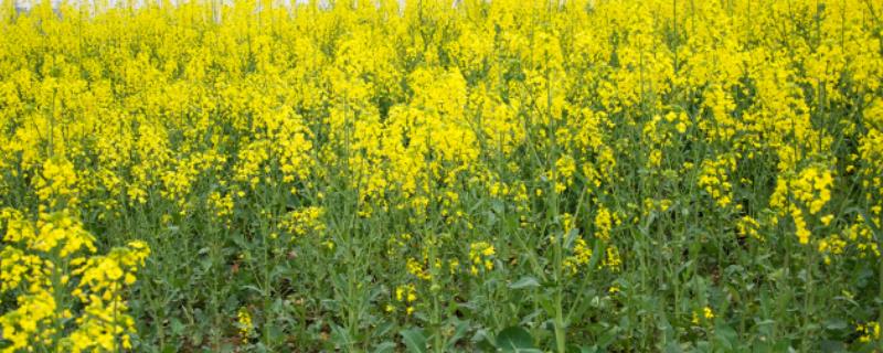 油菜开花打什么药丰产，油菜开花期能浇水吗