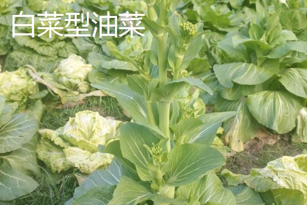 甘蓝型油菜和白菜型油菜的区别