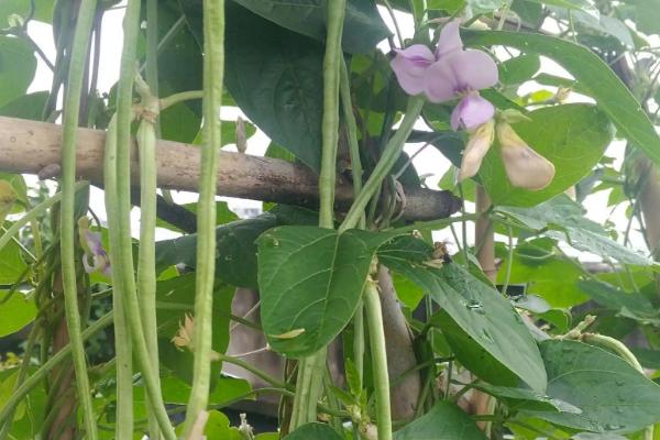 豇豆从种植到结束一共多少天