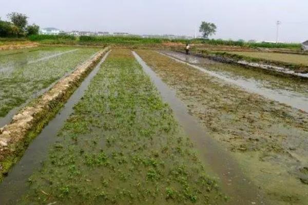 水芹怎样在水上种植