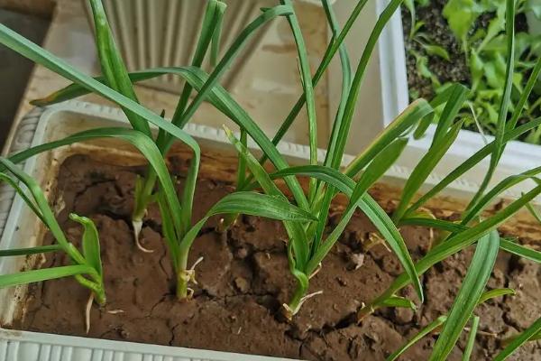 10月20号以后还能种大蒜吗，附种植方法