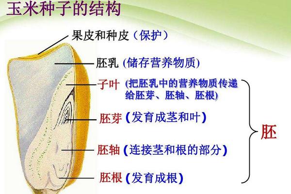 玉米种子发芽的最低温度是多少度，玉米种子的胚包括哪几个部分