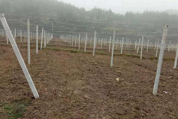 葡萄避雨棚怎样搭建，葡萄避雨棚用什么膜