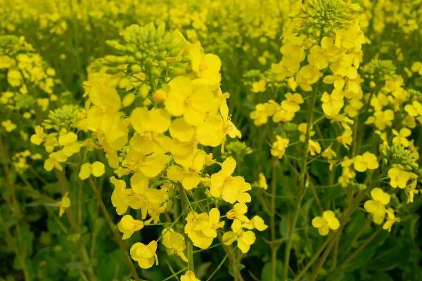 油菜的苗期打什么农药，油菜播种方法