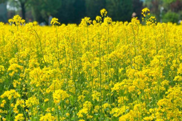 油菜开花打什么药丰产，油菜开花期能浇水吗