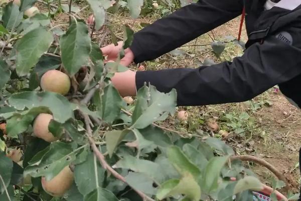 桃小食心虫特效药及防治时间