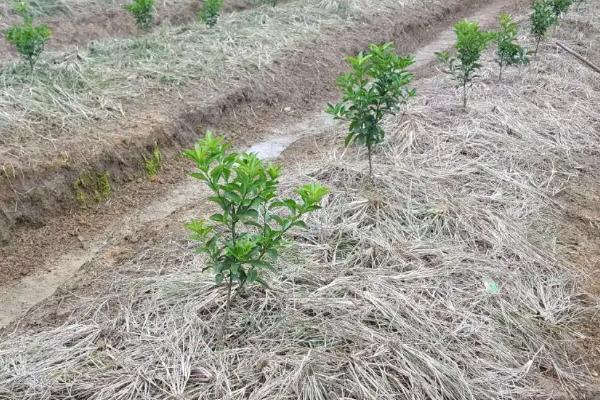 陈皮柑的种植技术与管理方法