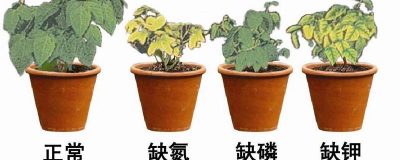 缺氮磷钾的植物有什么症状