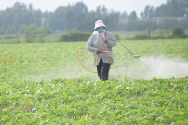 红薯苗卷叶病用什么药