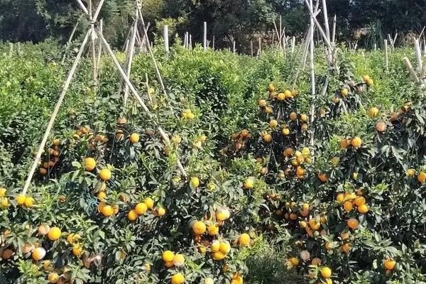 柑橘果实的生长发育适宜温度是，附种植方法和条件