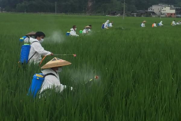 甲霜恶霉灵3%和30%的区别，甲霜恶霉灵的作用与用途