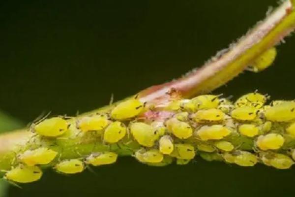 防治蚜虫的特效药