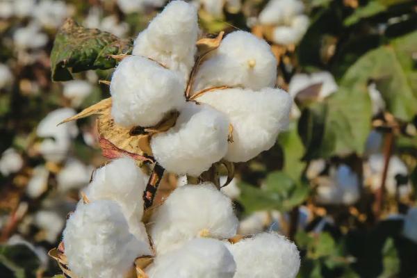 新疆棉花特点