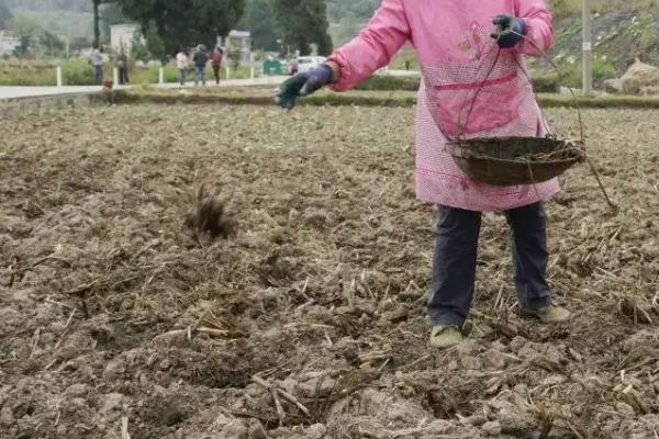 蚕豆长在地上还是树上，蚕豆生长期需要哪些肥料