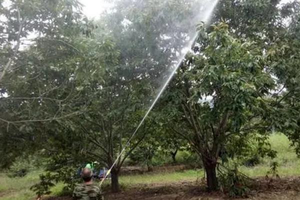 柑橘花蕾蛆防治方法，附危害症状