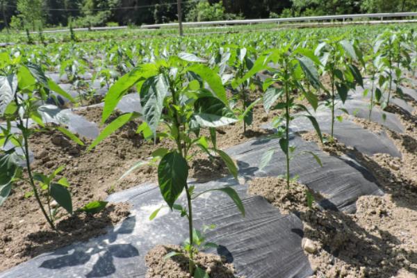 小米辣椒种植技术