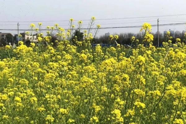 油菜春季管理要点，附油菜常见的病虫害防治