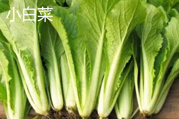 小白菜和小青菜有什么区别