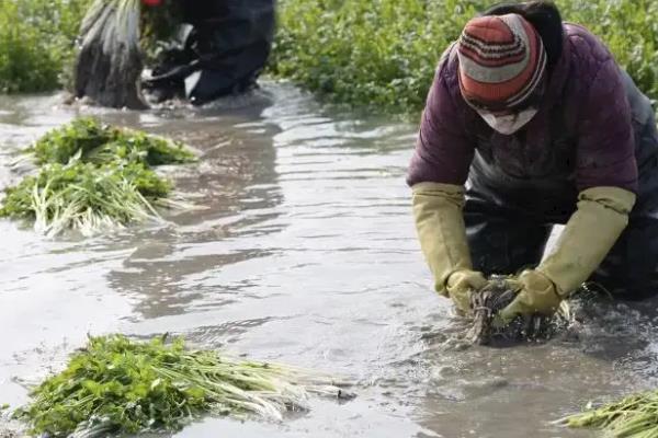 水芹怎样在水上种植