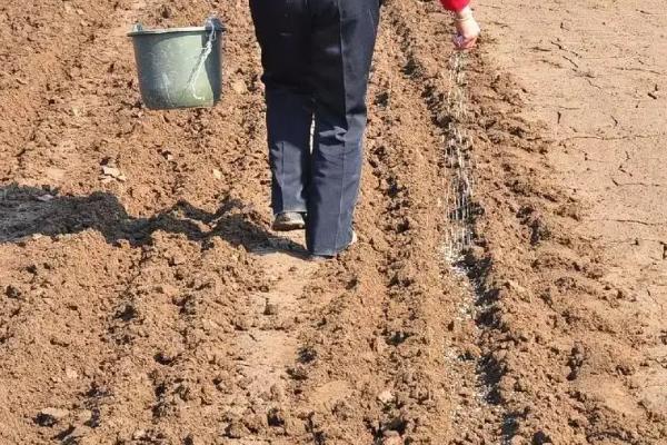 种花生用什么肥料