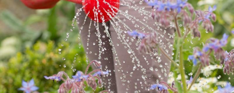 河水浇花好还是自来水浇花好