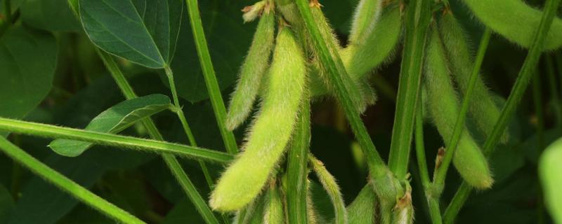 种豆可以肥田是因为豆科植物根上的根瘤菌具有什么能力，豆科植物有哪些