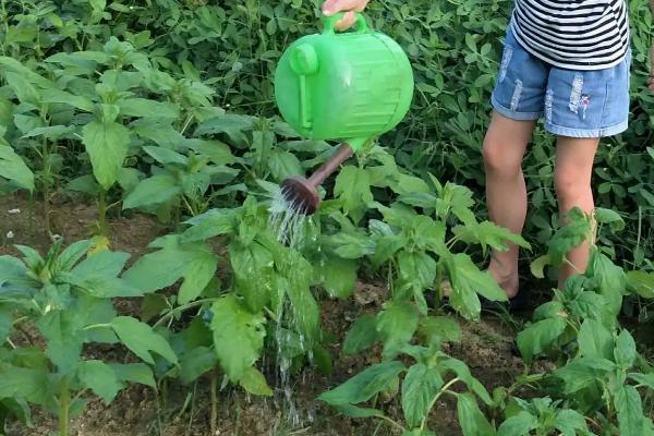 芝麻的种植方法