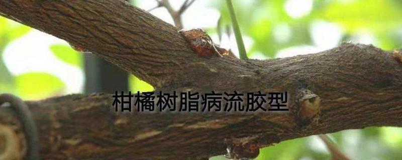 柑桔树脂病用什么药