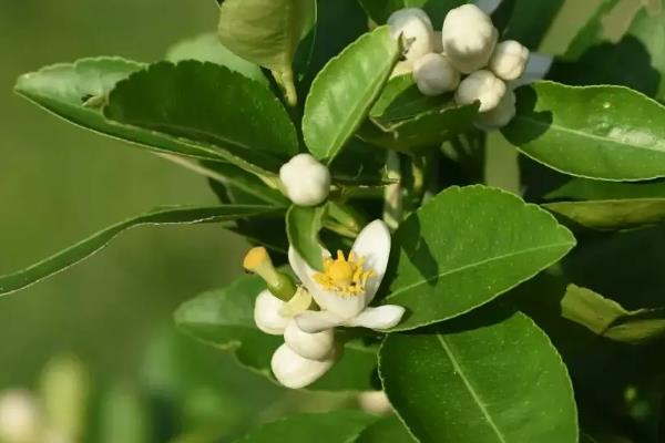 柑橘花芽分化什么时间