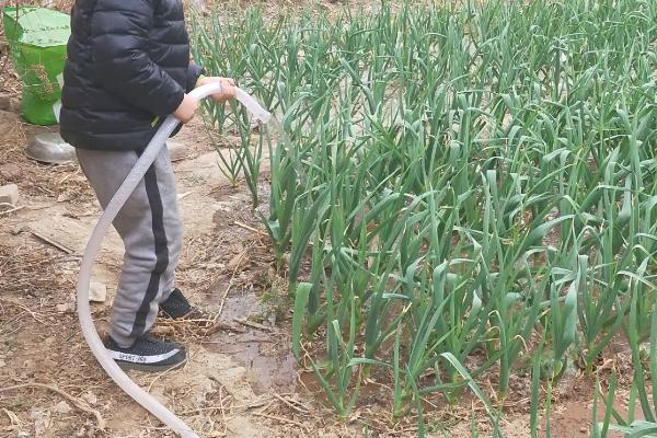 蒜苗种植方法和时间