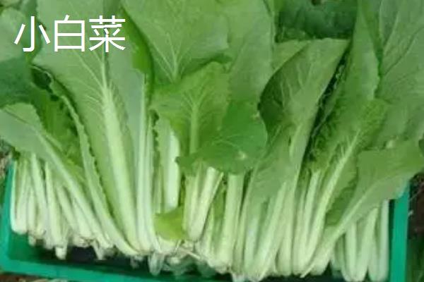 小白菜和小青菜有什么区别