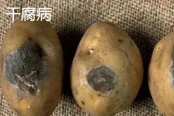 土豆病虫害有哪些，分别如何防治