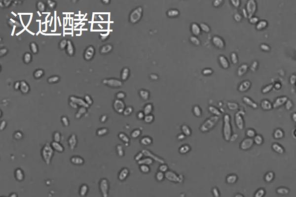 酿酒酵母的无性繁殖是，酿酒酵母和汉逊酵母的区别